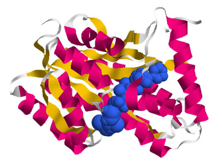 Isoniazid